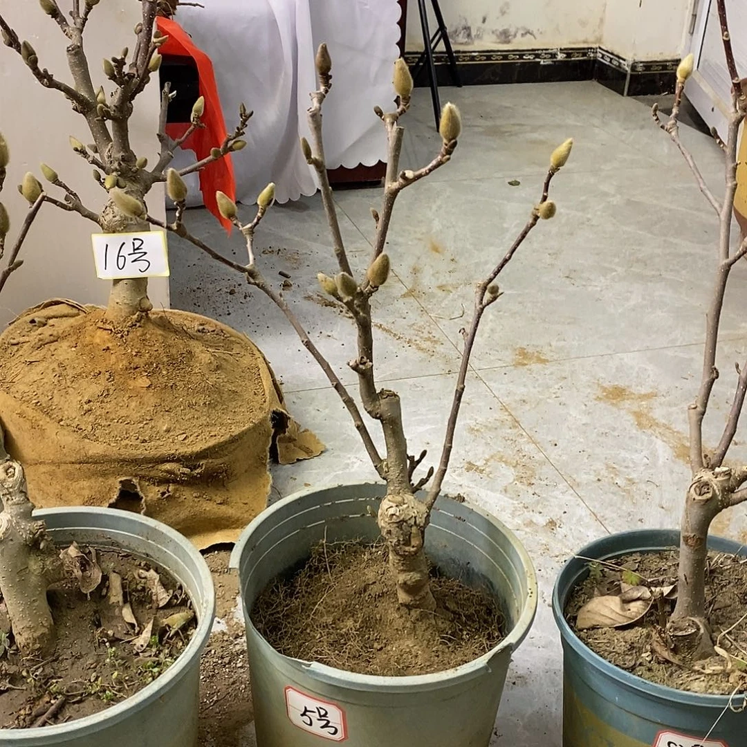 无花朵矮化盆栽玉兰