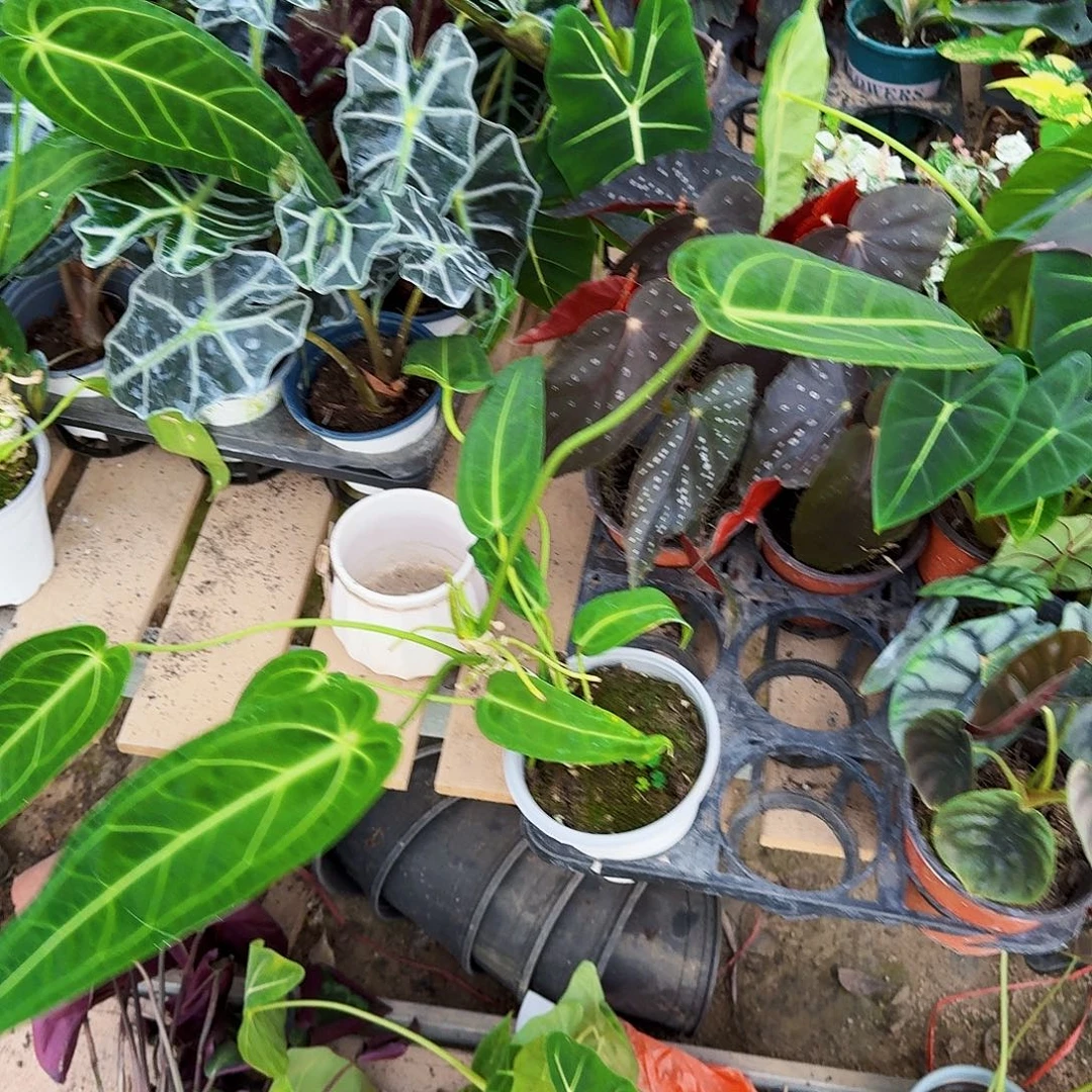 完全开放火鹤后花烛一棵