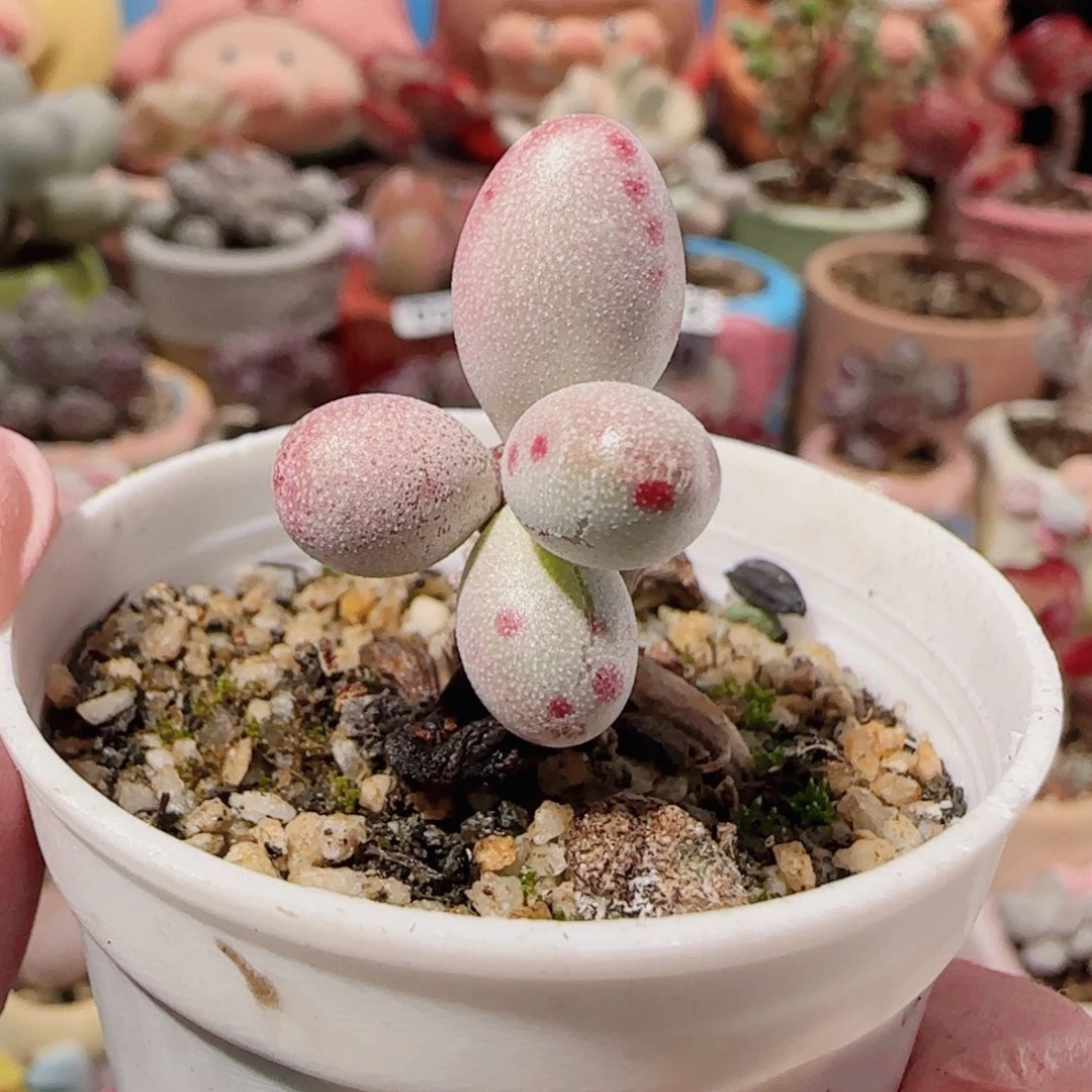 T老桩恐龙蛋盆口3.5cm