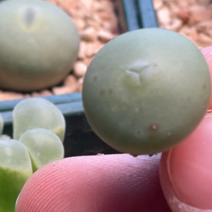 下波福利奔驰嘴植物一物一拍