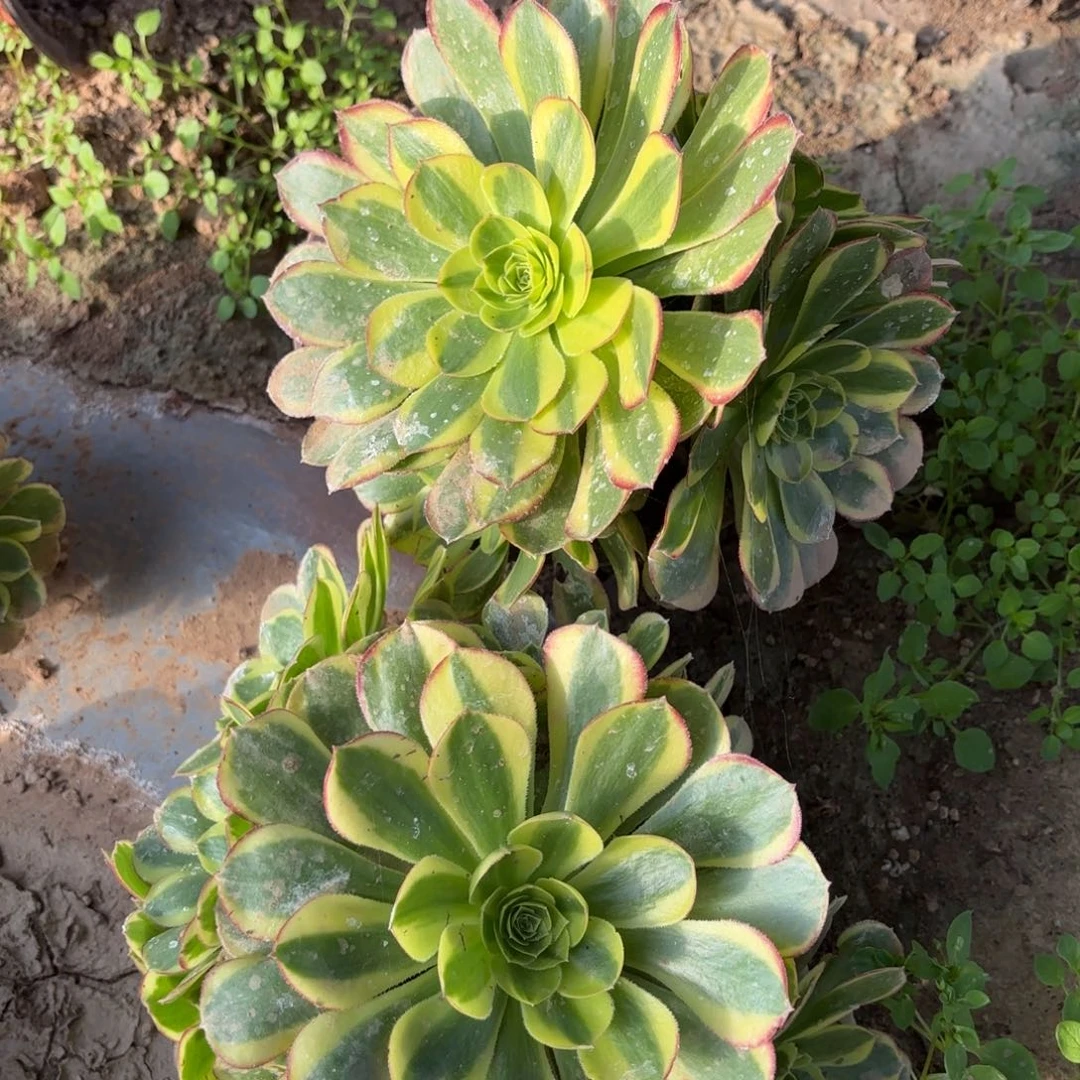 ****）韶华一颗，美杜莎一颗1801