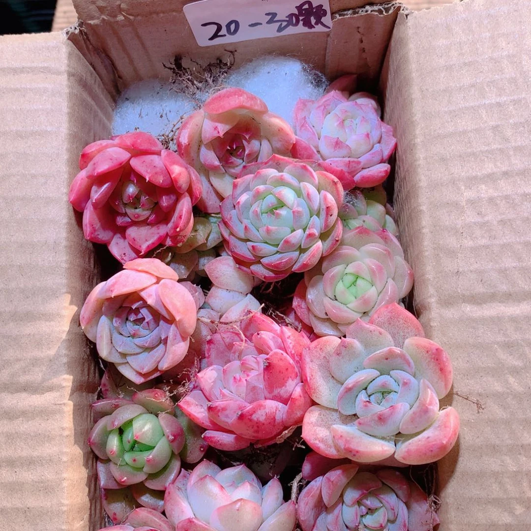 26-量拍脱发20-30颗