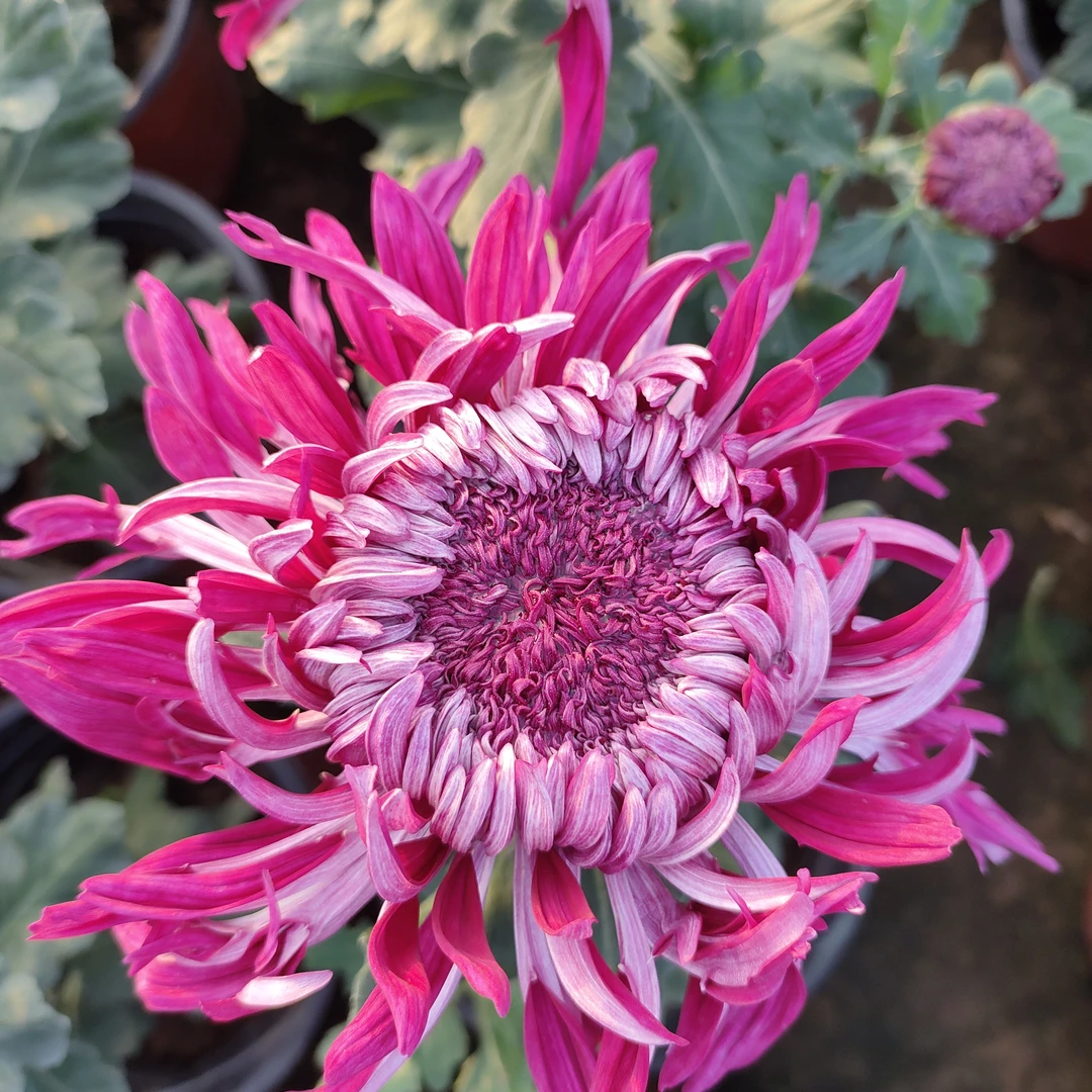 九月菊【琼华瑞乡】大花菊紫色土球发货不售后