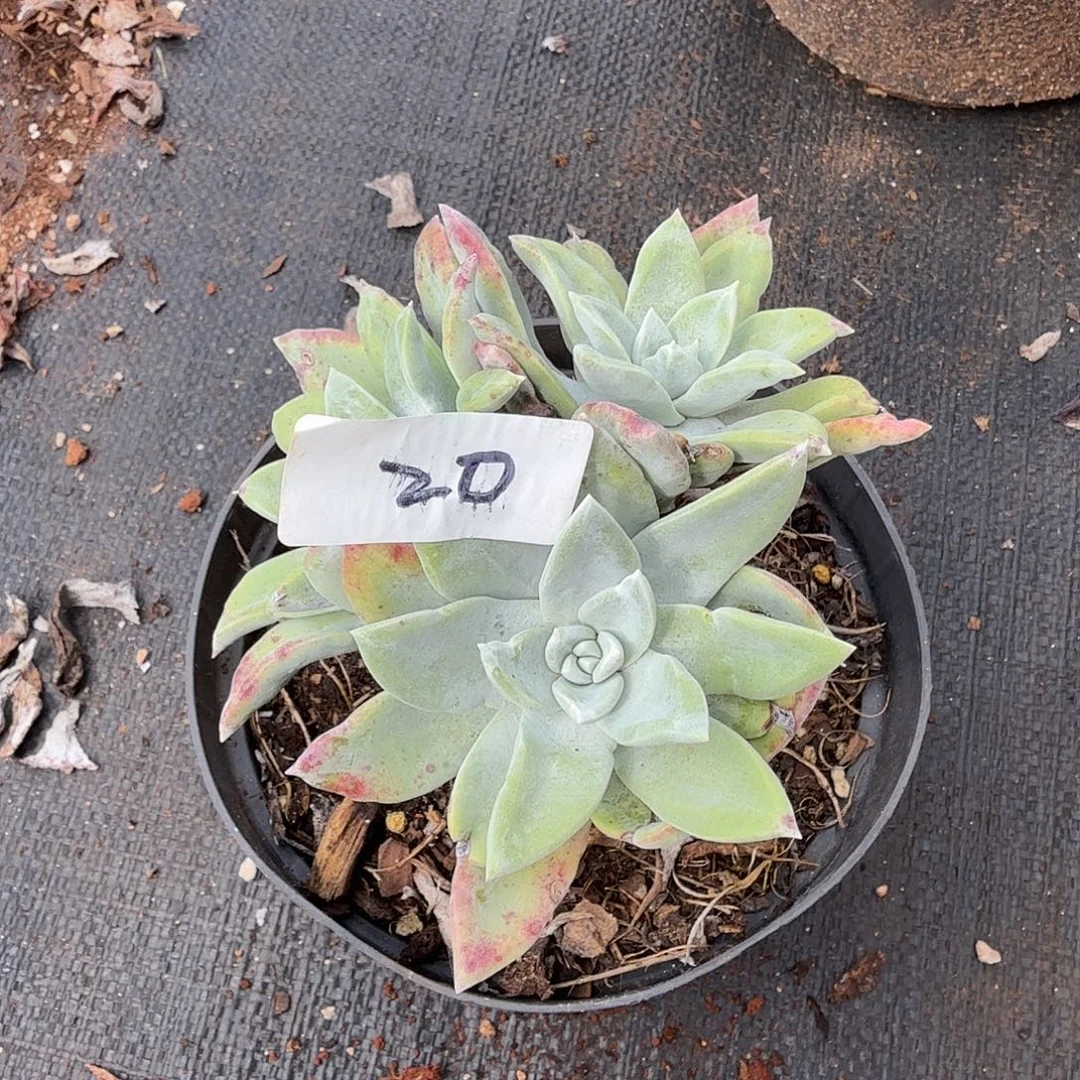 3代杂交仙女杯多肉福利