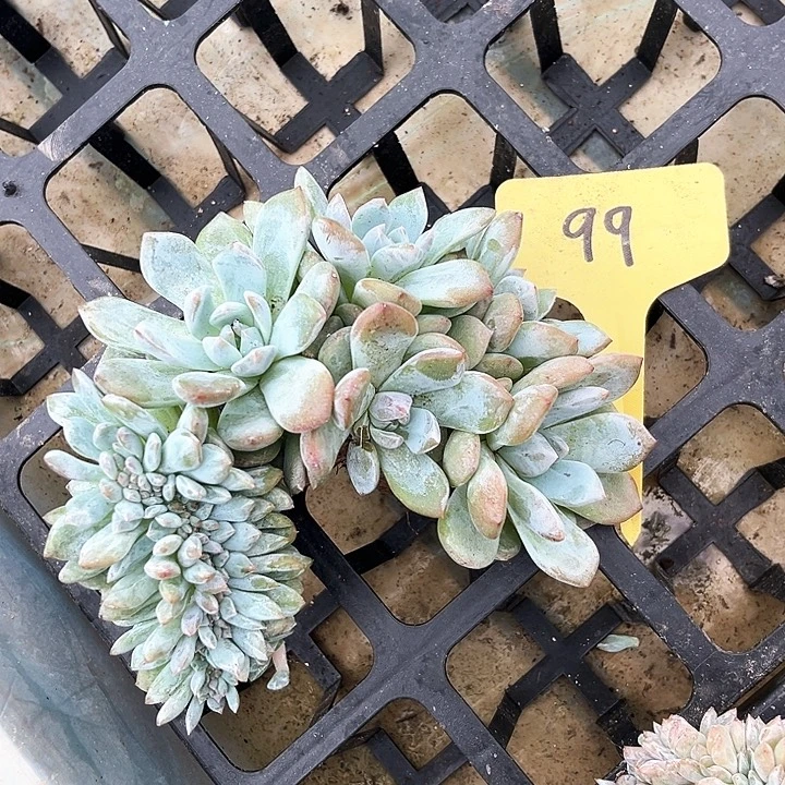 星影99号码牌子的话题