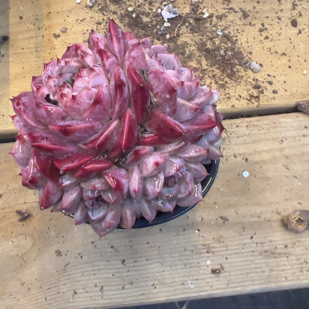 来*福利多多，天鹅绒