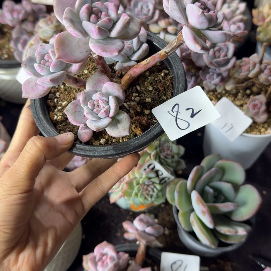 星影6头一物一拍82