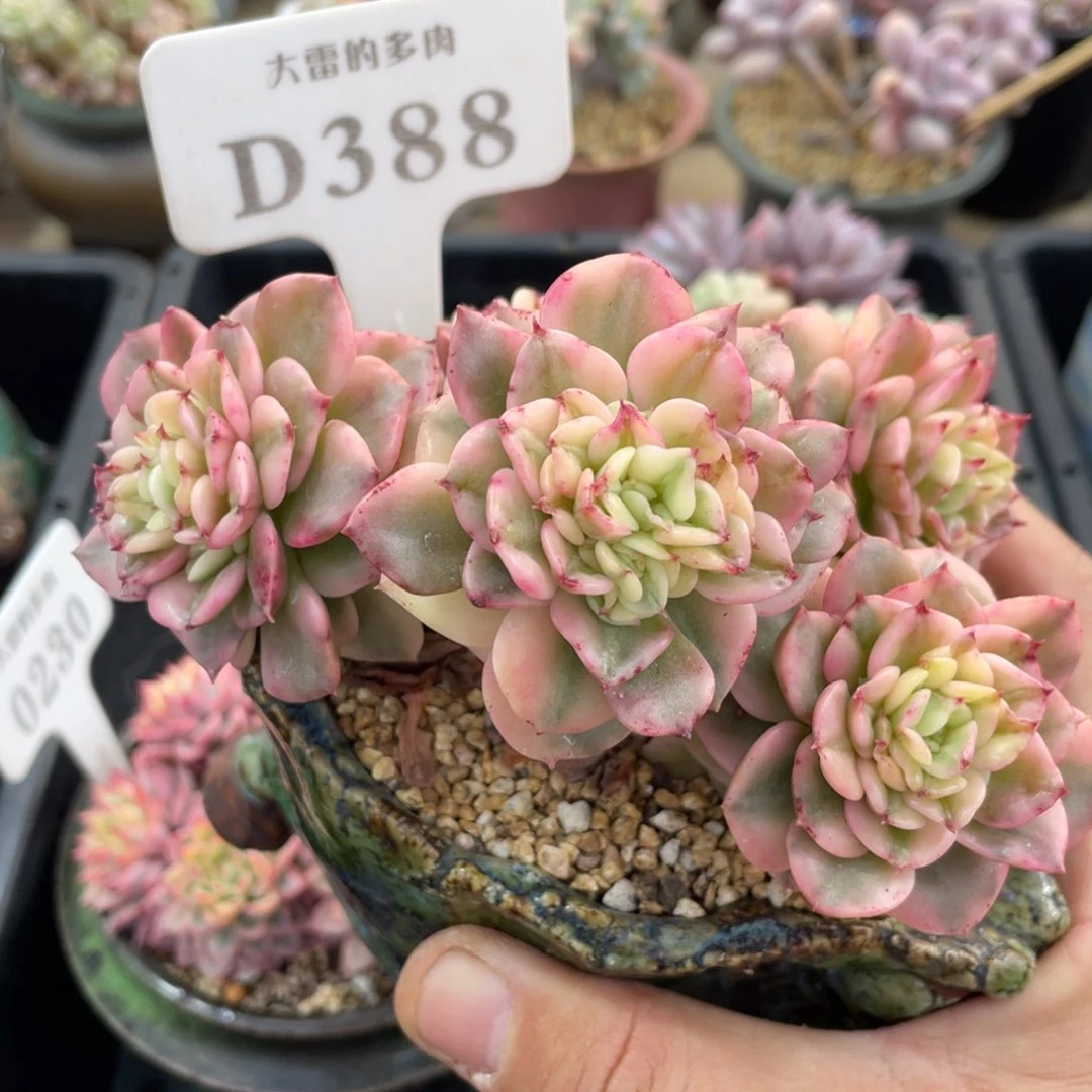 388蜡牡丹锦不带盆13厘米