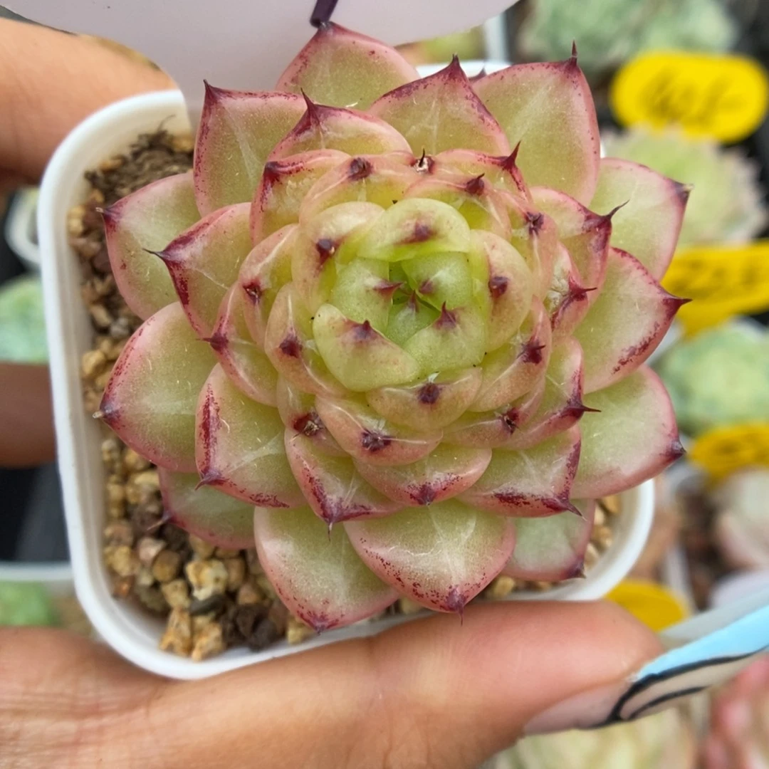 润玉珍妮可拍507号。