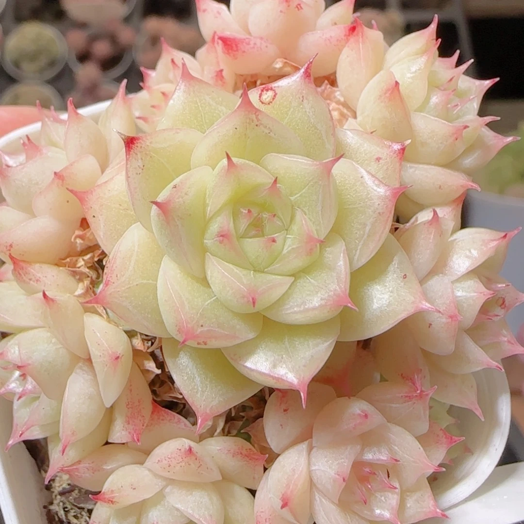 花语多肉1216-63散