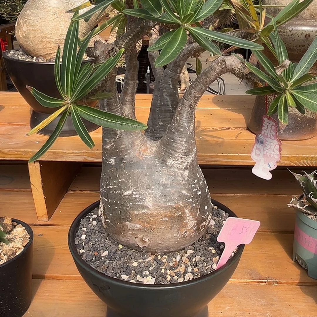 精品黑皮鸡腿宫，13.5养定，