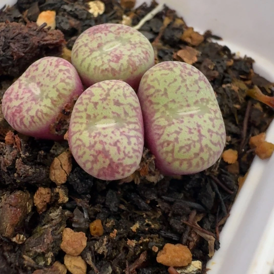 1154带盆带土哦80088568