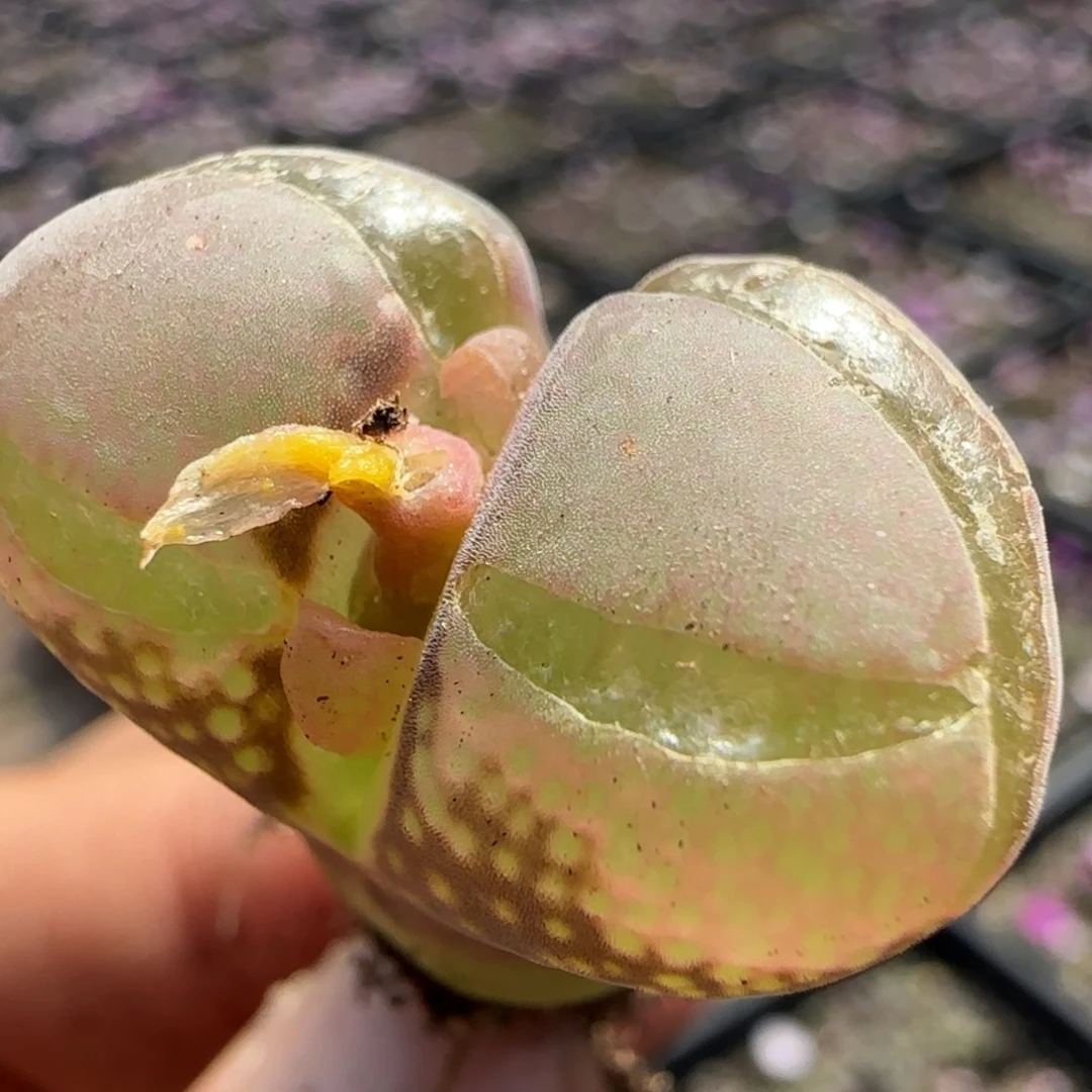 10号大窗透窗福利风铃