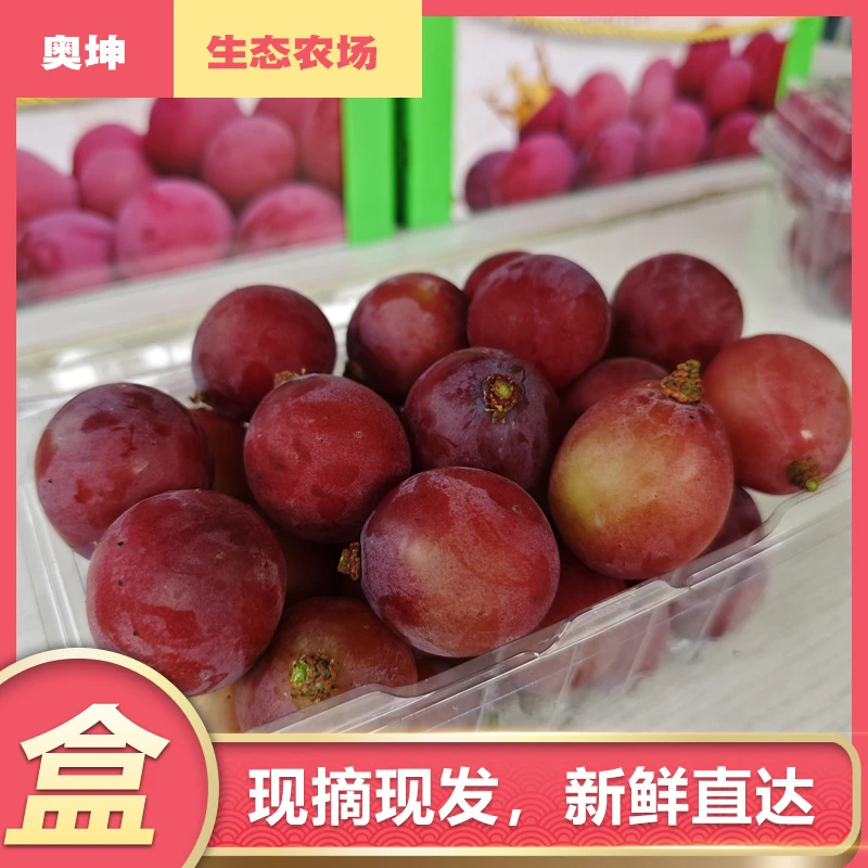 奥坤农场妮娜皇后葡萄自有果园现摘现发颗粒盒装4斤