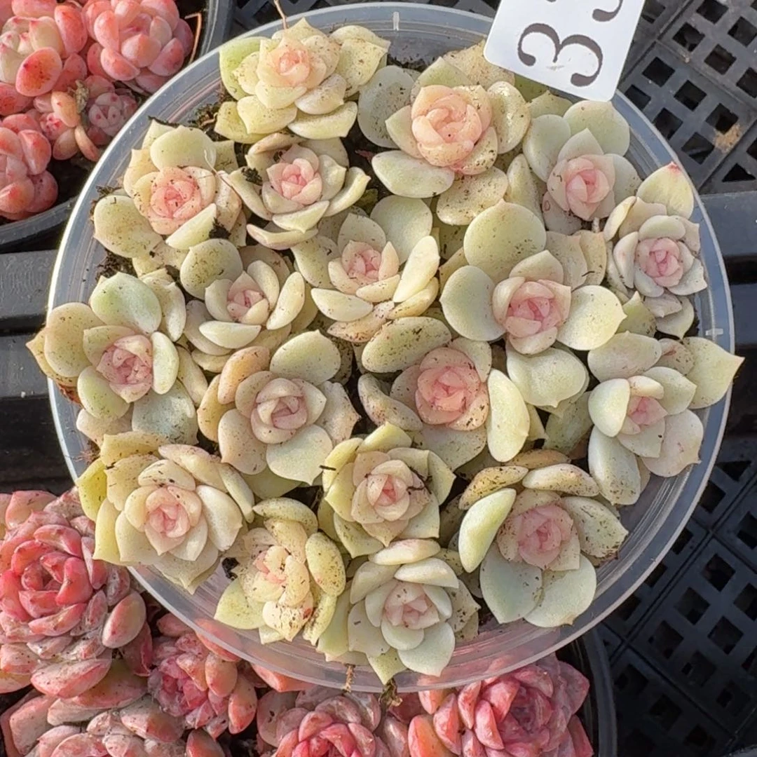 多肉植物多肉植物335