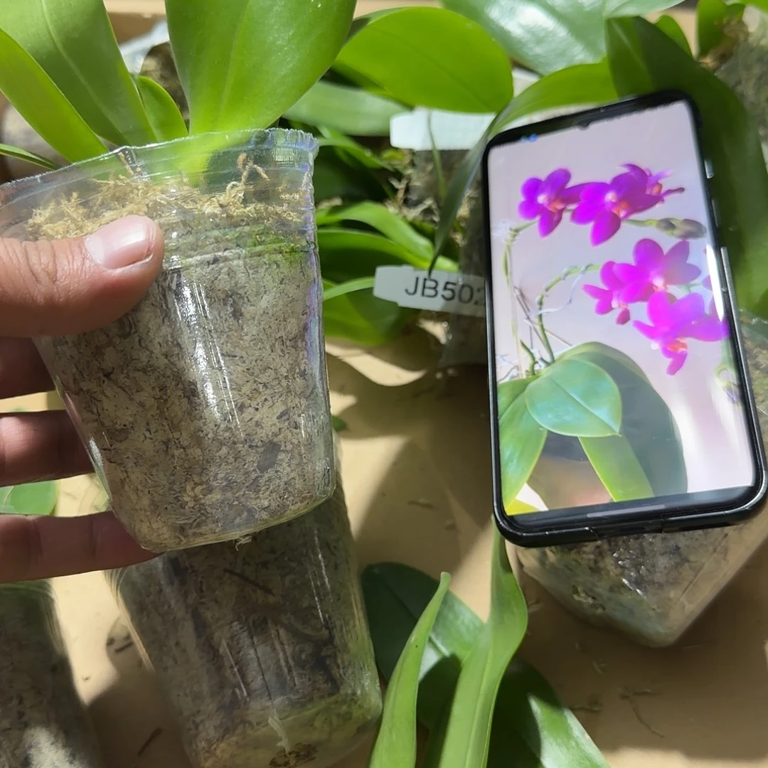 无花朵2.8红马丁苗 不成熟