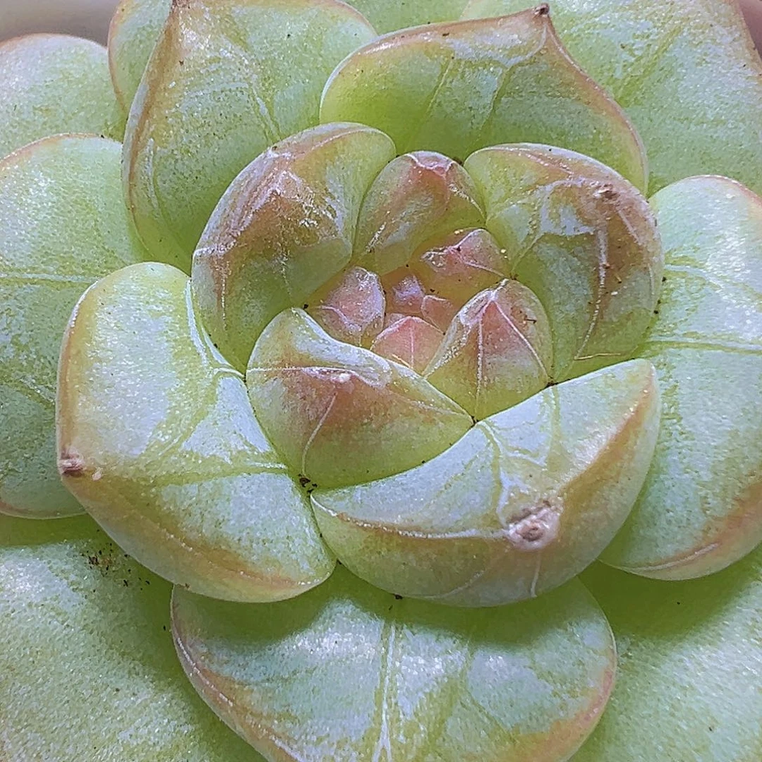 纹星珍妮19包邮也哦肉植物