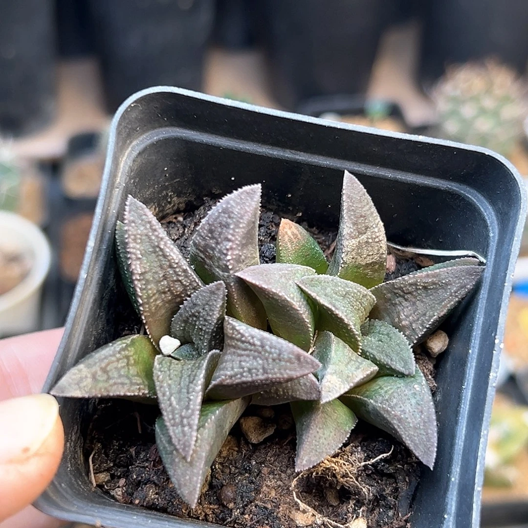 不知名硬叶双头群一颗