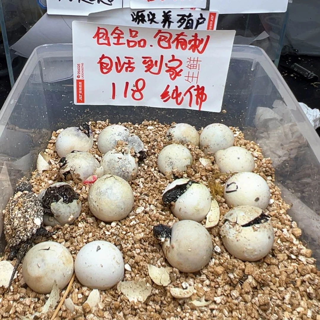 不分公母小鳄龟不退款不换