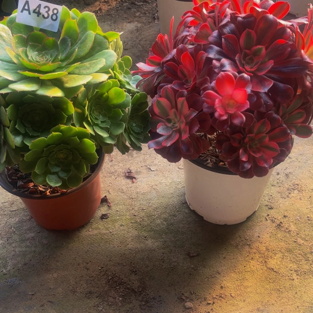 ****梅法师多肉植物万盛节美杜莎438