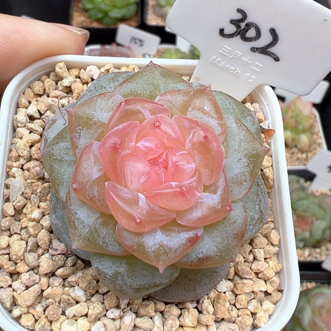 302号朗月有晒斑 晗雨多肉