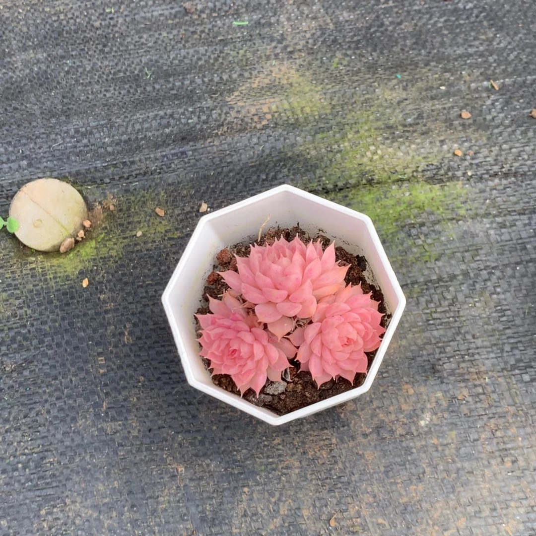 家***宝清洁面部清洁的效果