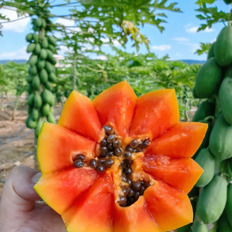 西双版纳树上熟红心冰糖木瓜本地老树品种清甜软糯