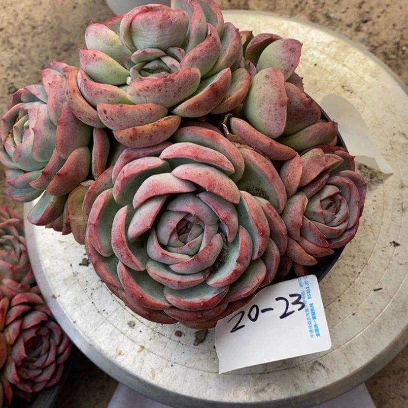 【闪购商品】小*.多肉植物