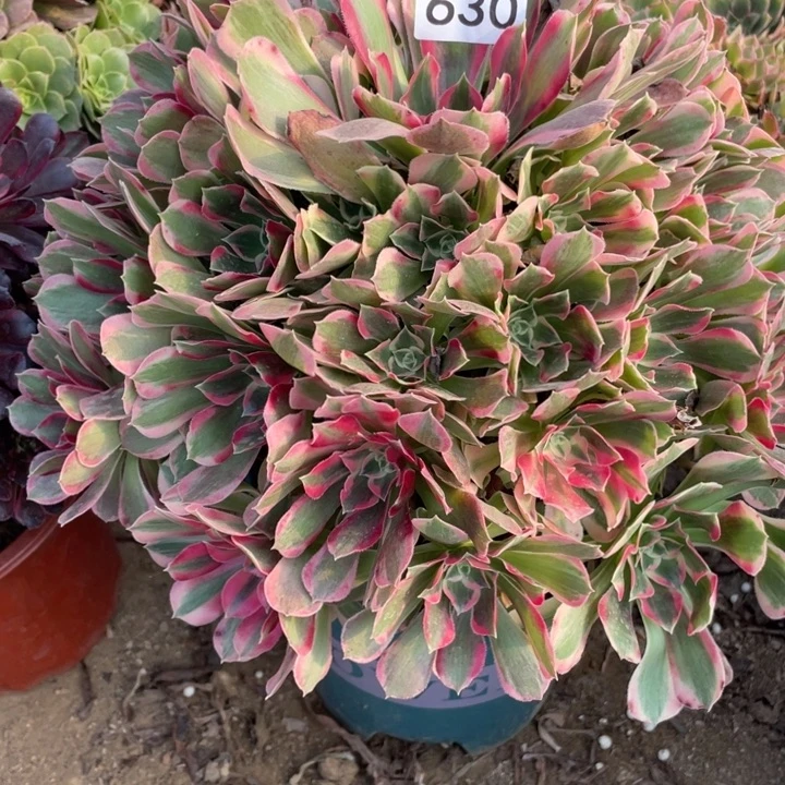 桓****完全开放630多肉植物妖月