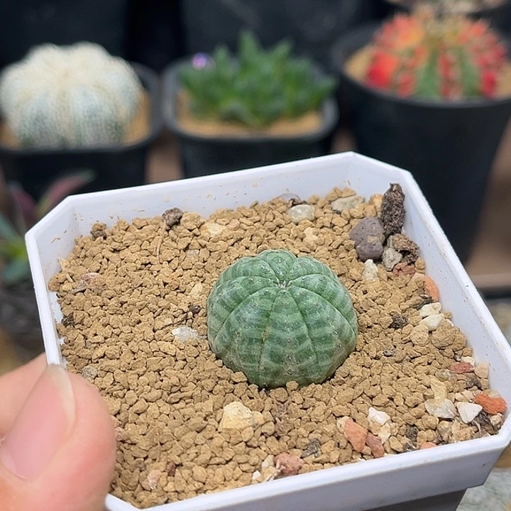 无花朵白肌神玉实生