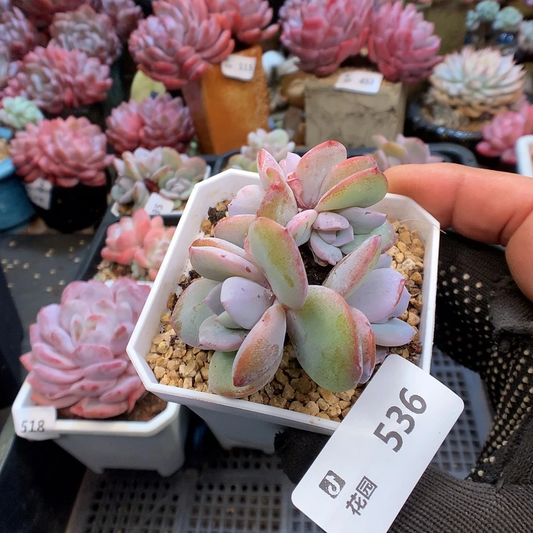 536奶茶多肉植物6666