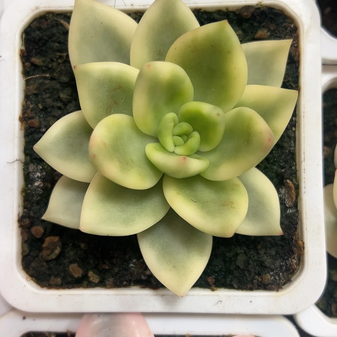 祝之松锦多肉植物