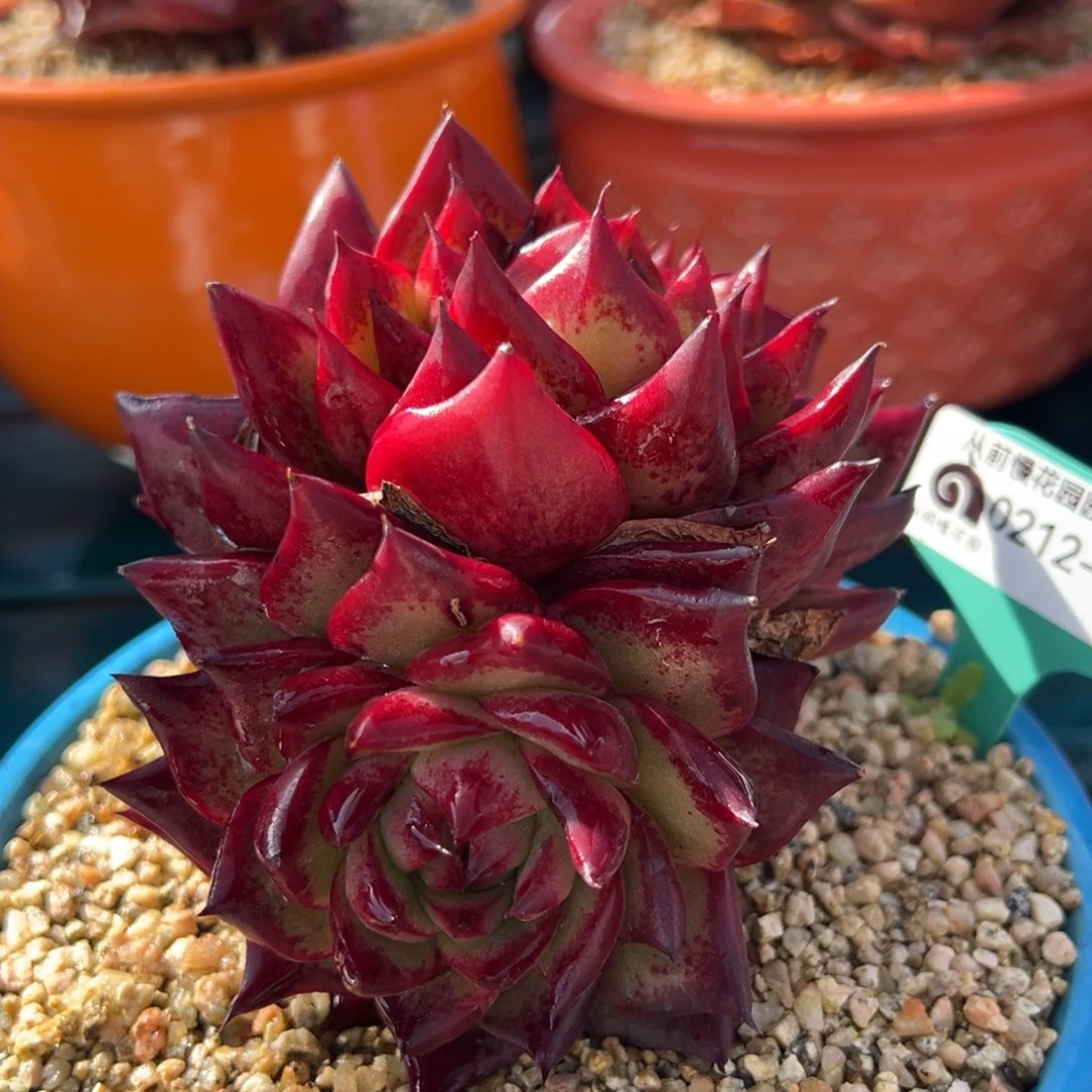 从前慢多肉精选编号0212.90