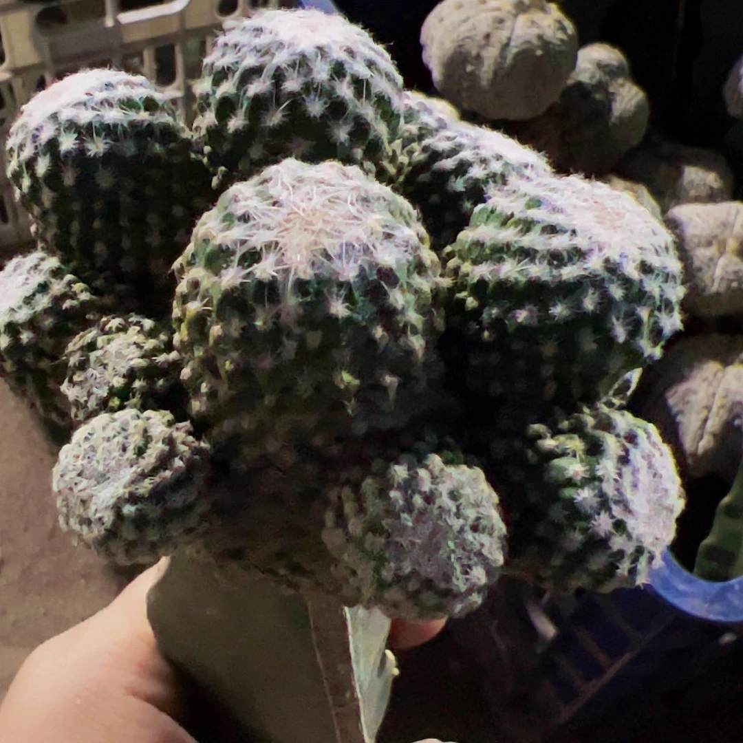 无花朵银牡丹群570