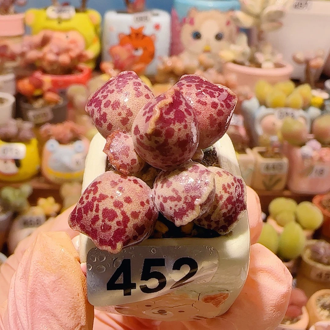 T猫耳海豹盆口2.5cm