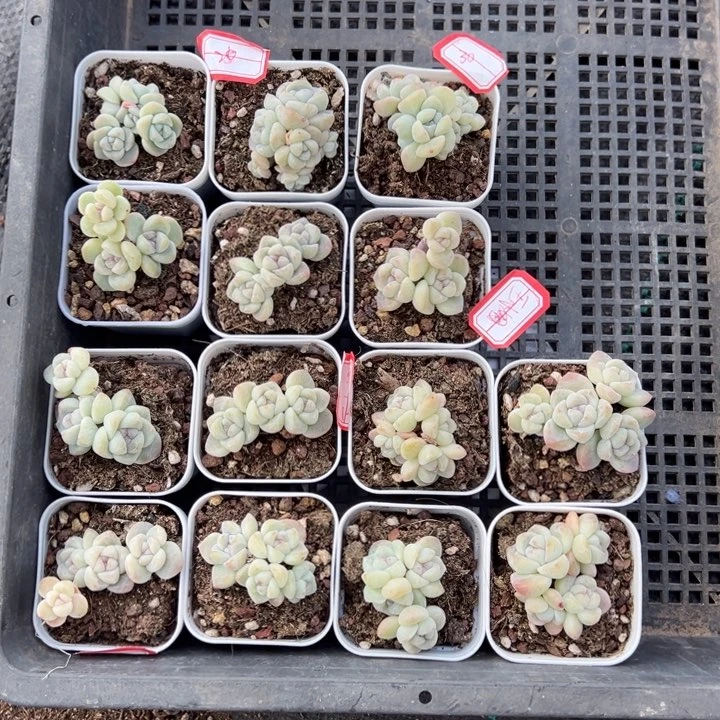 王小姐一物一拍专拍