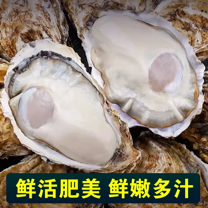 鲜活生蚝海鲜肉质鲜嫩3+