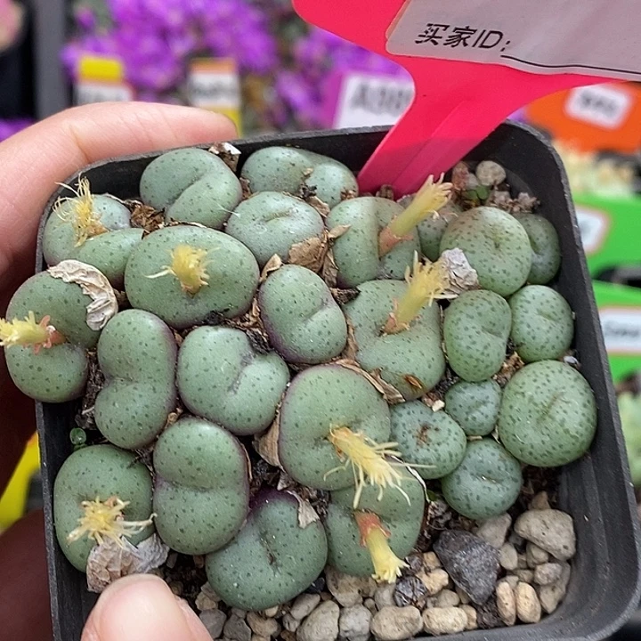 密密麻麻密密麻麻吗696