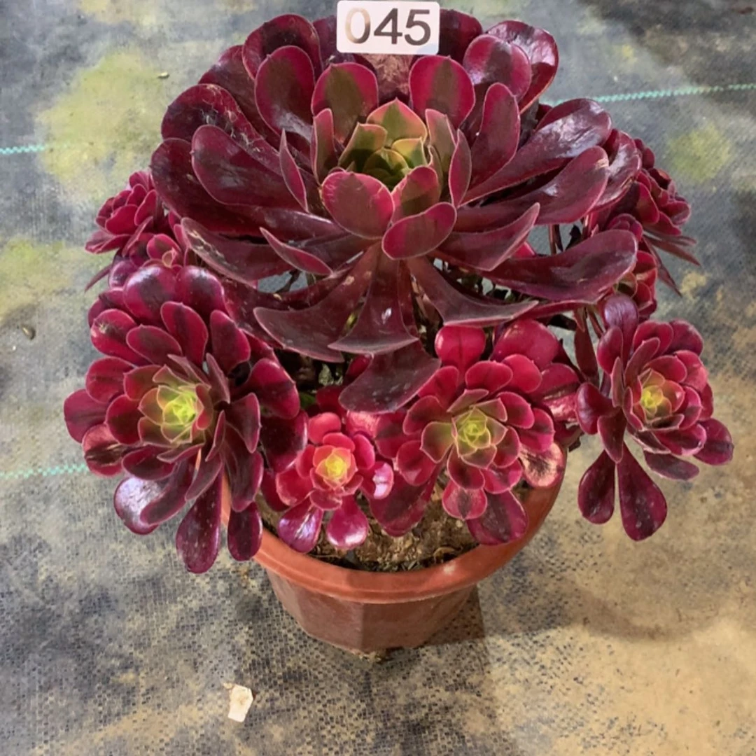 【闪购商品】45美杜莎