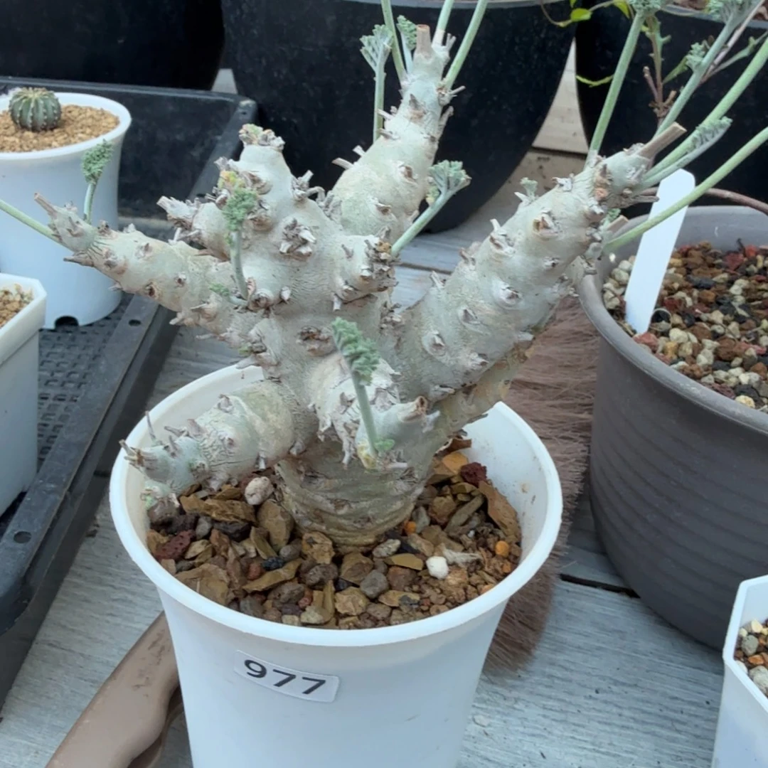 狮****补差价977仙人球球