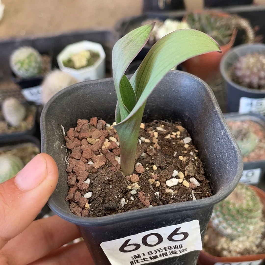 606红边立金花（满18元包邮）