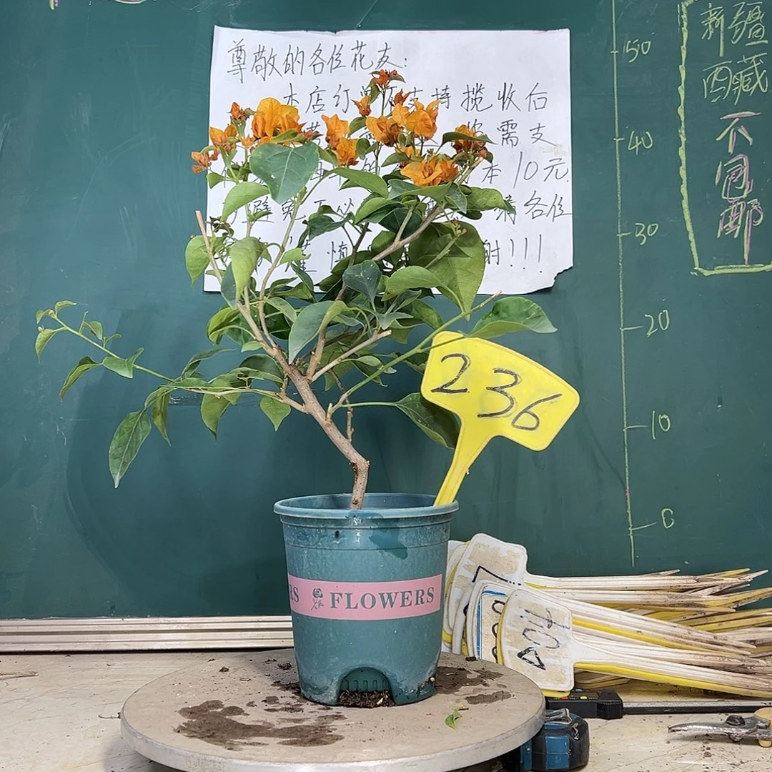 当前无花栽培后可以开花柠檬黄 造型 236