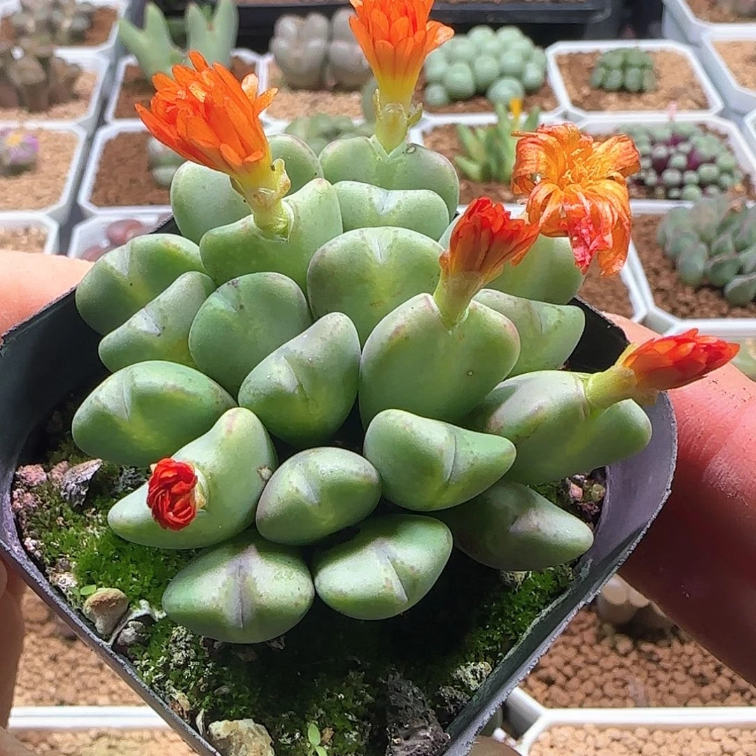 橙花少将。        653