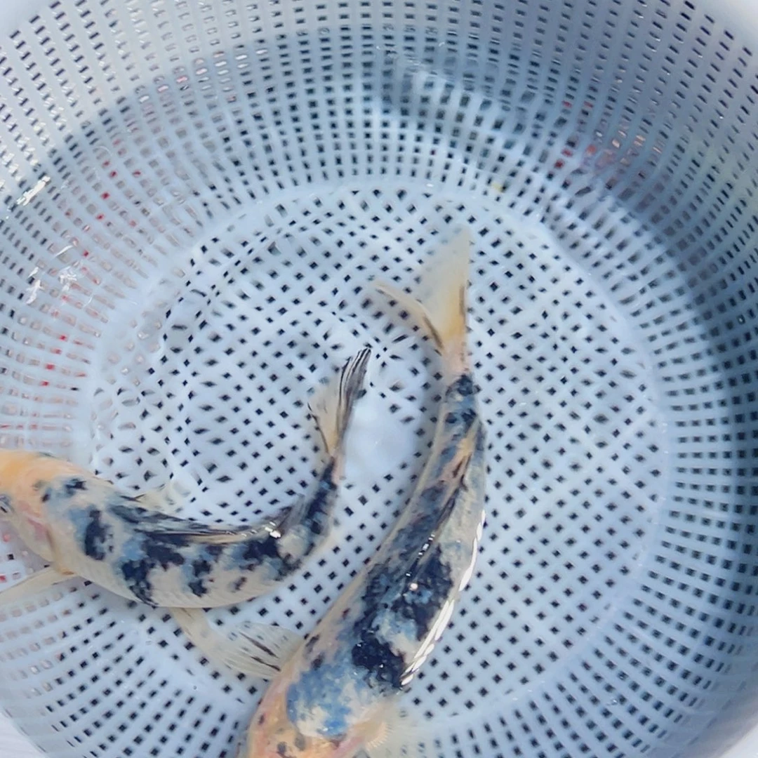 锦鲤锦鲤观赏鱼1111