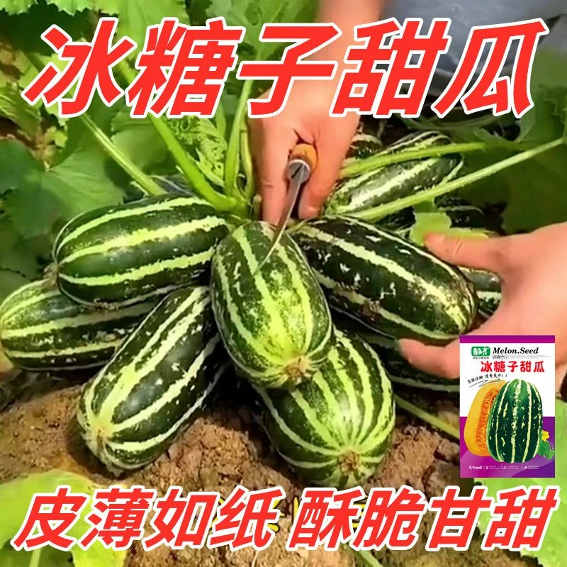 冰糖子甜瓜种子一年四季种超甜香瓜高产春秋季盆栽小香瓜水果种子