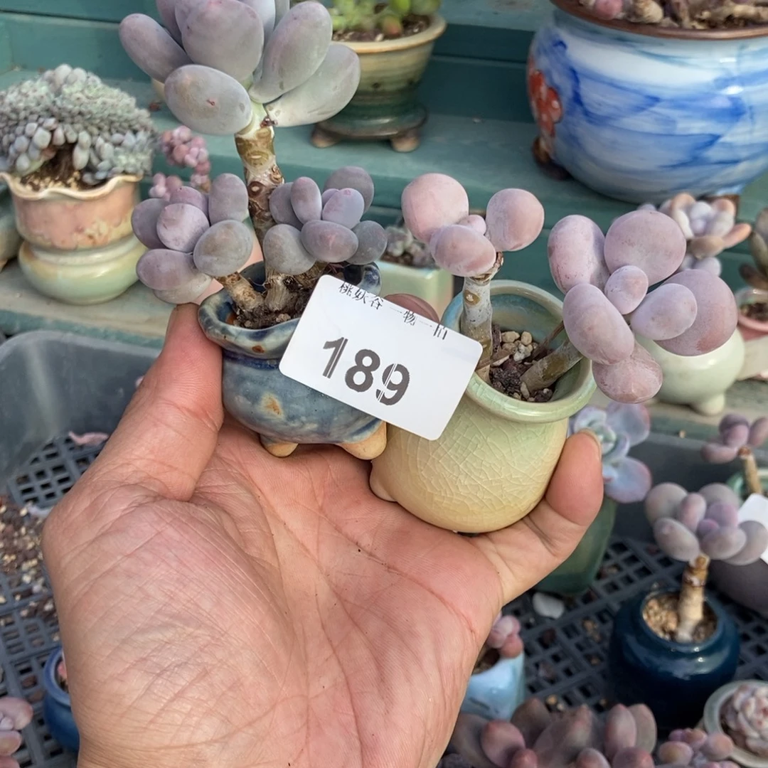 好***୭189奶酪2颗15.8带盆