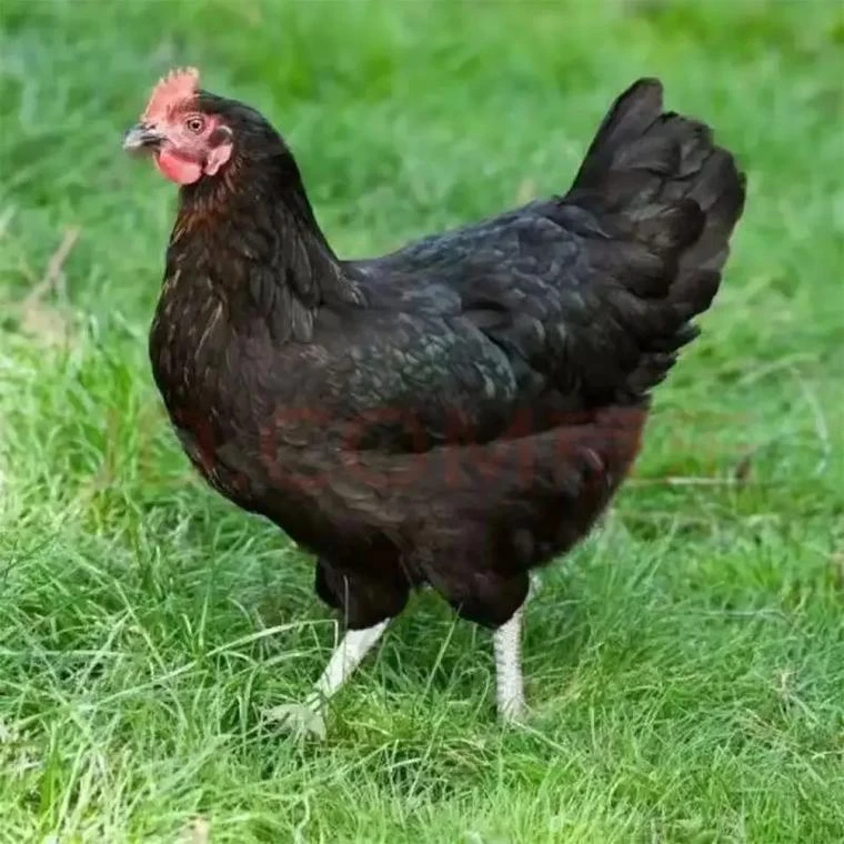 黑土鸡整鸡肉质鲜美多汁（30个起发）