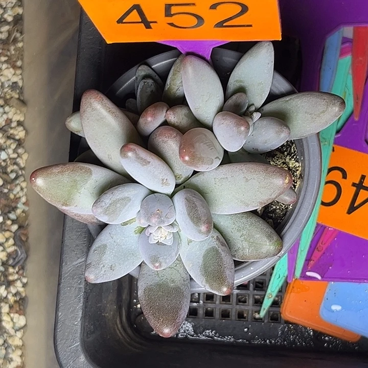 多肉植物栗子星球sp452
