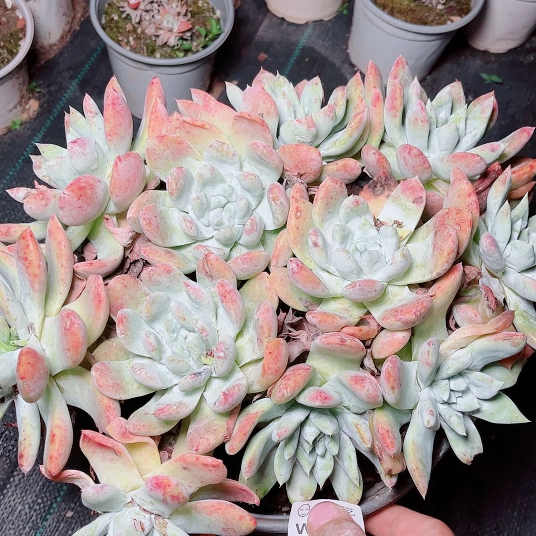 1532苹果拇指多肉