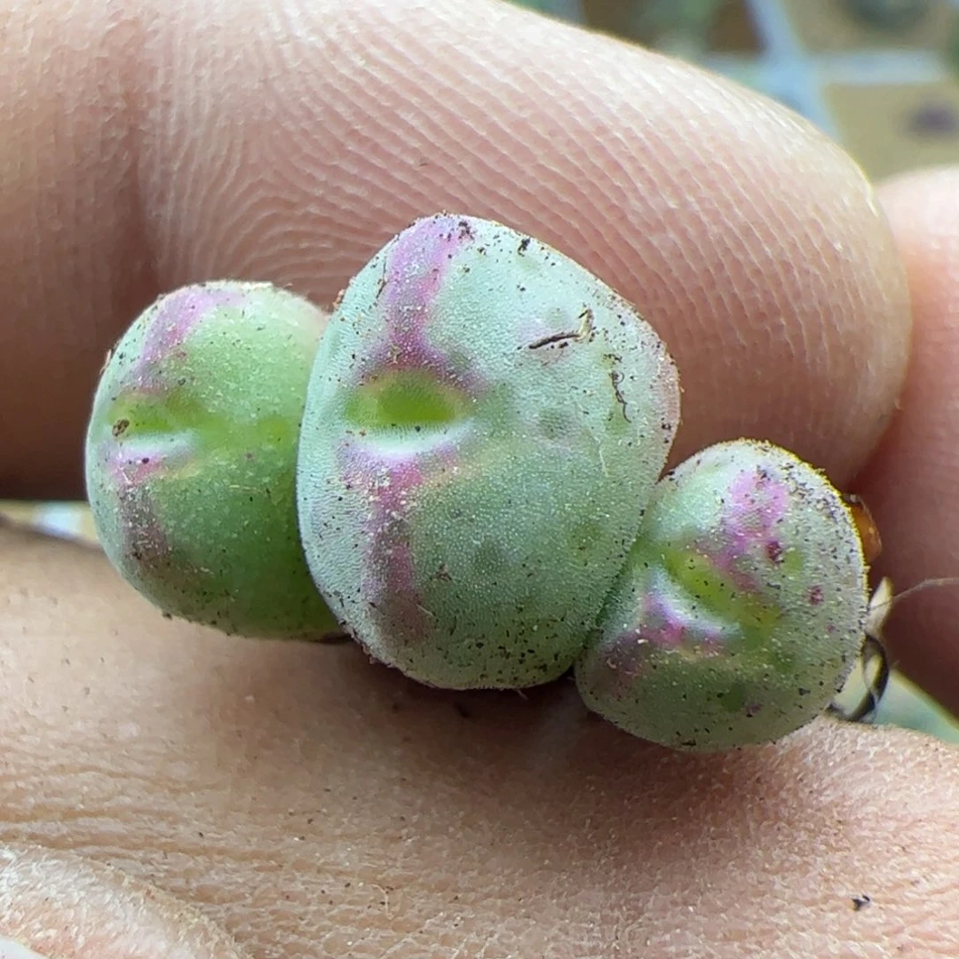 大家过年好22378